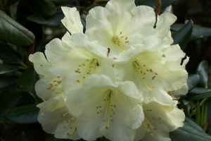 Azalea (Rhododendron) 'Chionoides' New 2022 